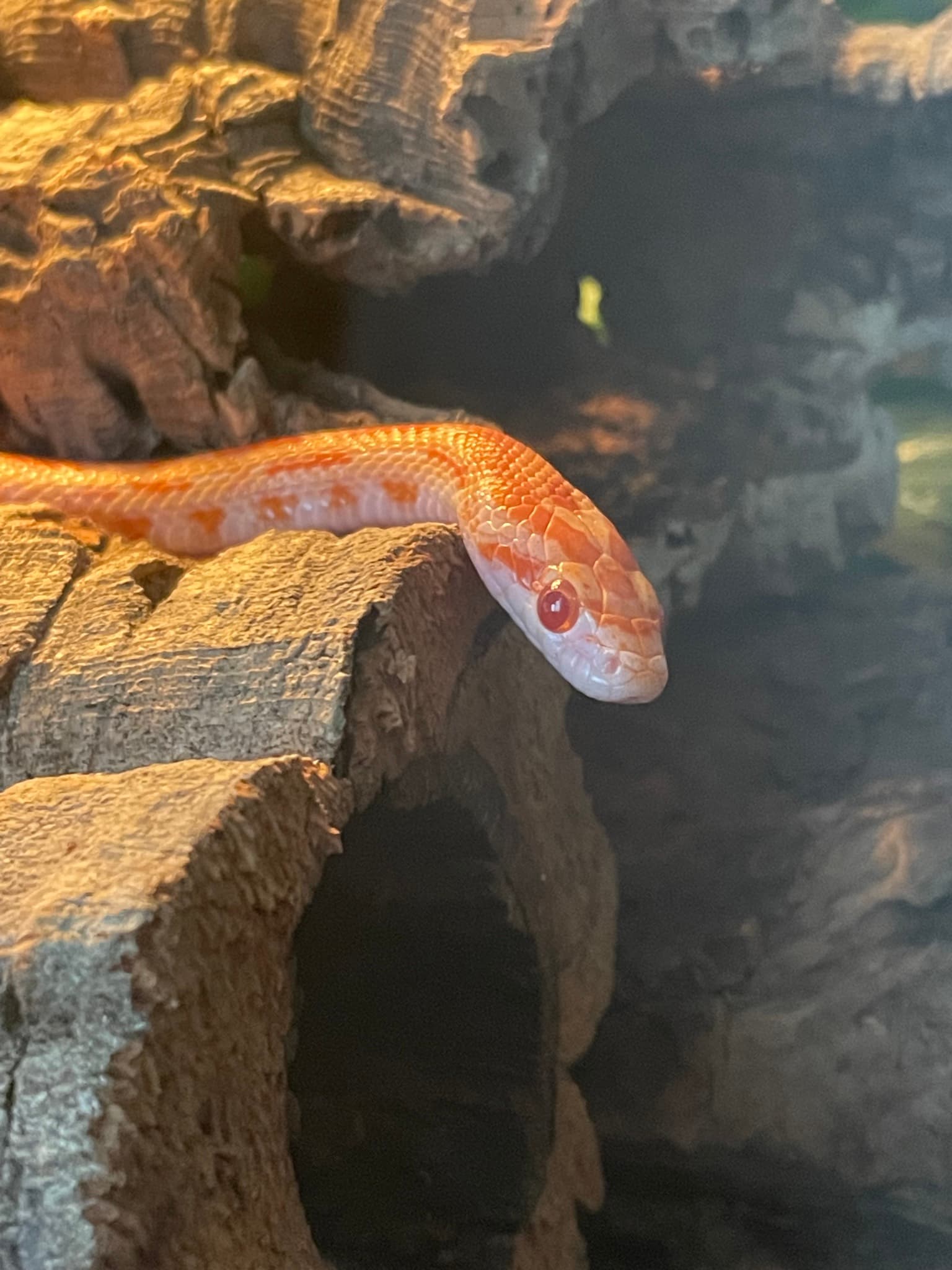 Sir Cornelius Cheeto, I
