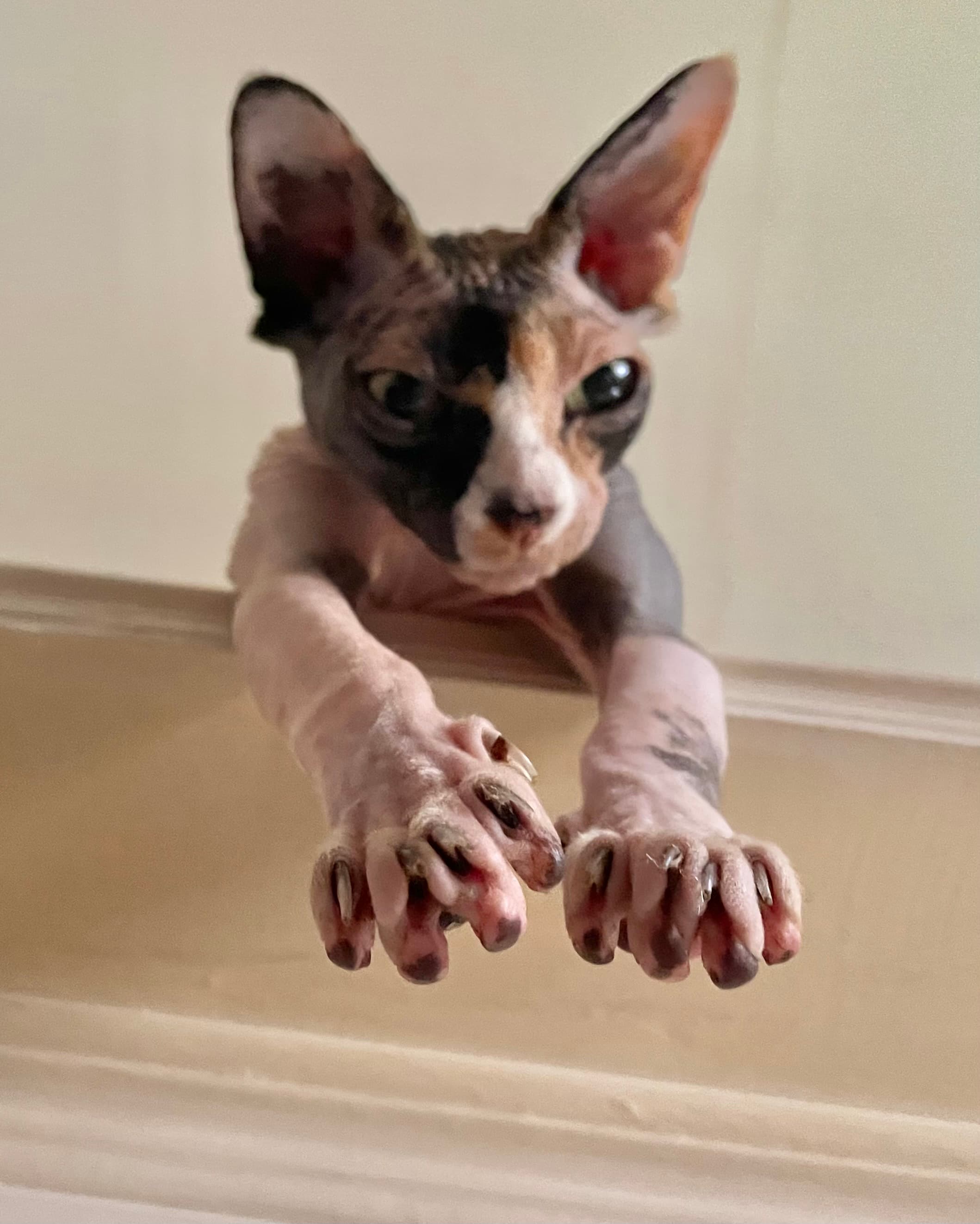 Emily Stavrou's pet