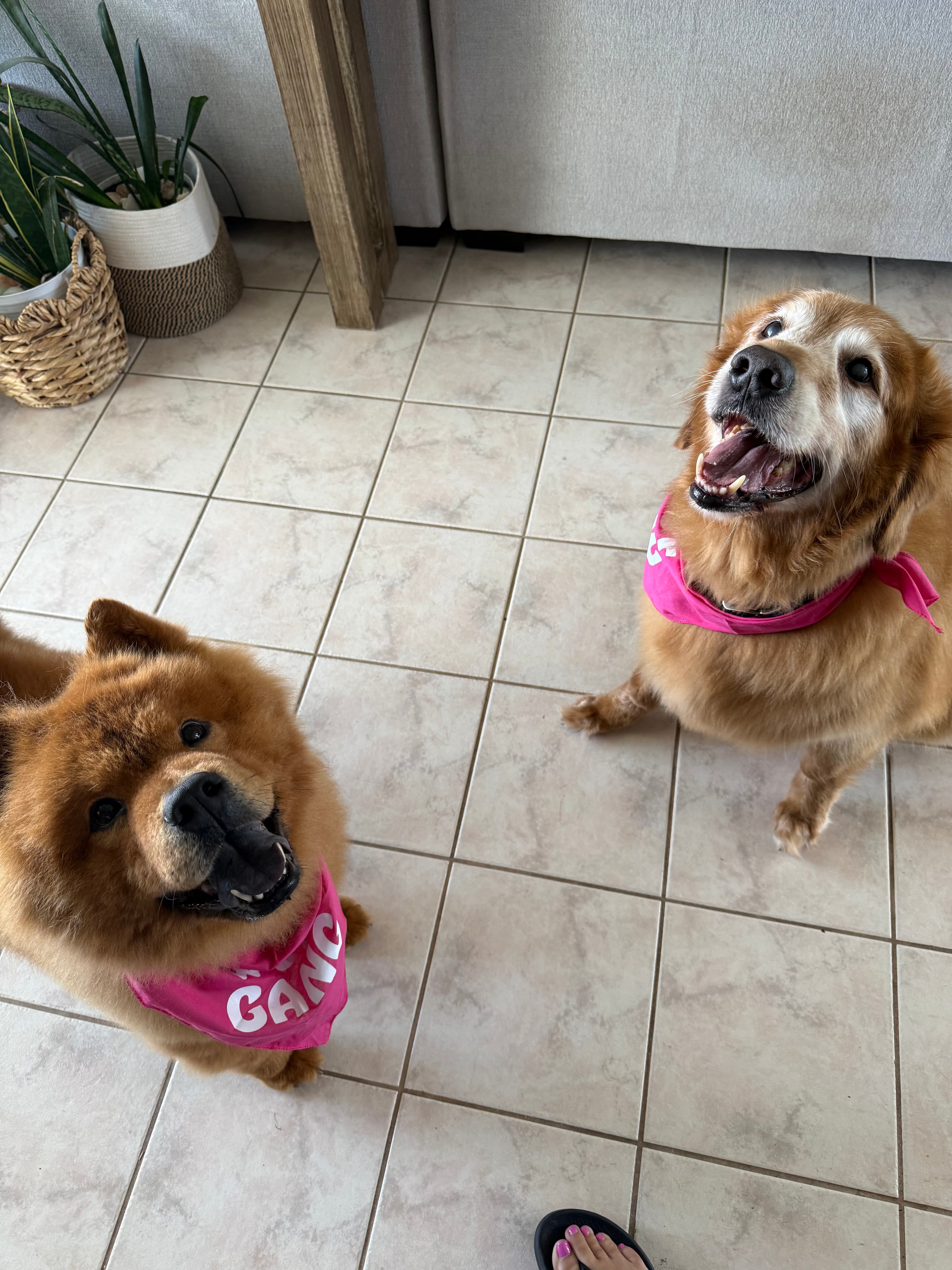Just got groomed, feeling extra fluffy and !!!