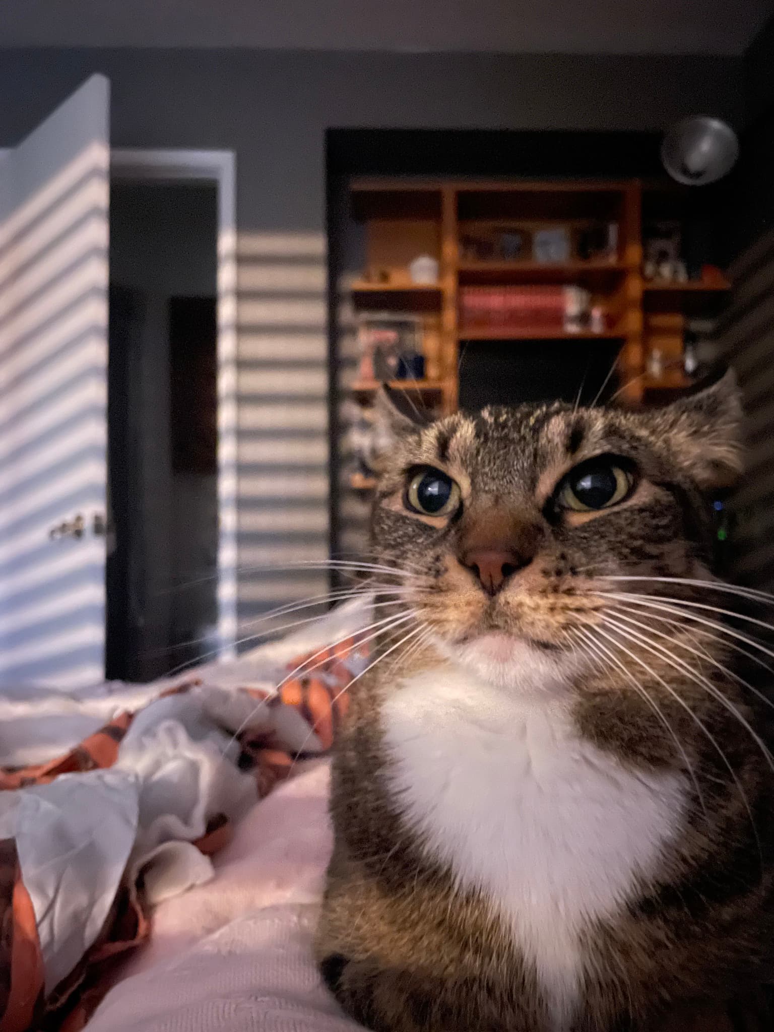 Mittens