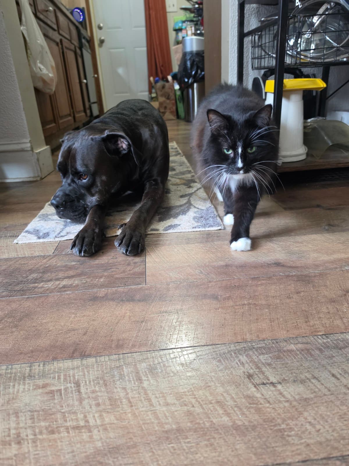 Lucy and her best friend BB the cat